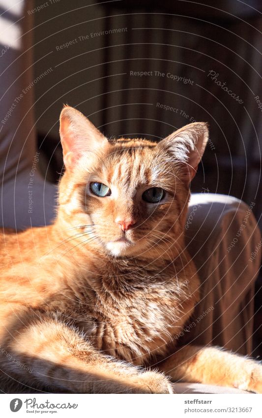 Orangefarbene Hauskatze entspannt sich in der Sonne auf einem Stuhl Tier Haustier Katze Tiergesicht 1 blau orange orange Katze entspannte Katze grüne Augen