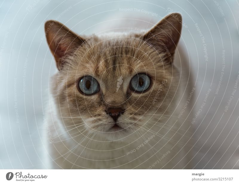 Eine wunderschöne Katze mit blauen Augen Katzenauge Katzenaugen Hauskatze Haustier Tierporträt Tiergesicht Schnurrhaar Oberkörper Totale Zentralperspektive