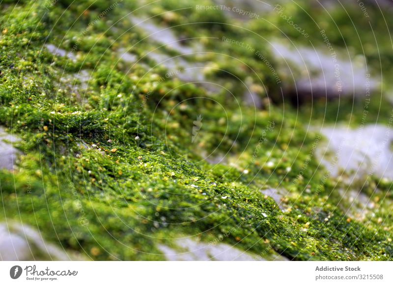 Nahaufnahme von grünem flauschigem Moos auf Stein natürlich Natur Wachstum nass schön Pflanze Flechten Wald Oberfläche Garbe Saison farbenfroh feucht Sporen
