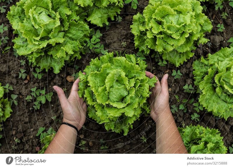 Salatgrüne Blätter auf lockerem braunen Beet frisch Lebensmittel Gesundheit organisch Salatbeilage Vegetarier Bestandteil Pflanze Diät natürlich roh Frische