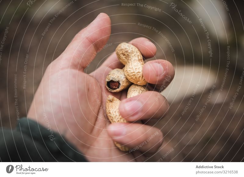 Erntehand mit Erdnüssen Hand Erdnuss roh ungeschält Landschaft Mann zeigend Wald Lebensmittel natürlich organisch männlich Ernährung Vegetarier Veganer Reise