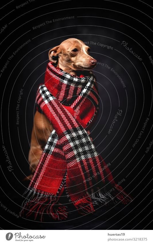 Lustiger Hund mit rotem kariertem Schal Lifestyle Glück schön Winter Freundschaft Tier Herbst Mode Bekleidung Haustier 1 dunkel Freundlichkeit klein lustig