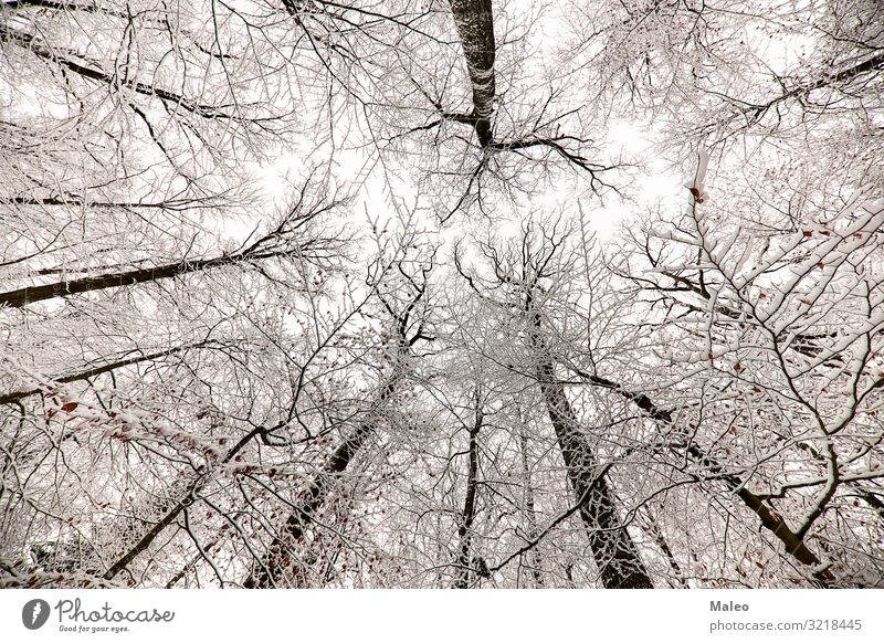 Schneebedeckte Baumkronen im Wald Frost Natur kalt Schneefall Jahreszeiten Himmel Wetter weiß Winter schön Landschaft natürlich Eis Außenaufnahme Perspektive
