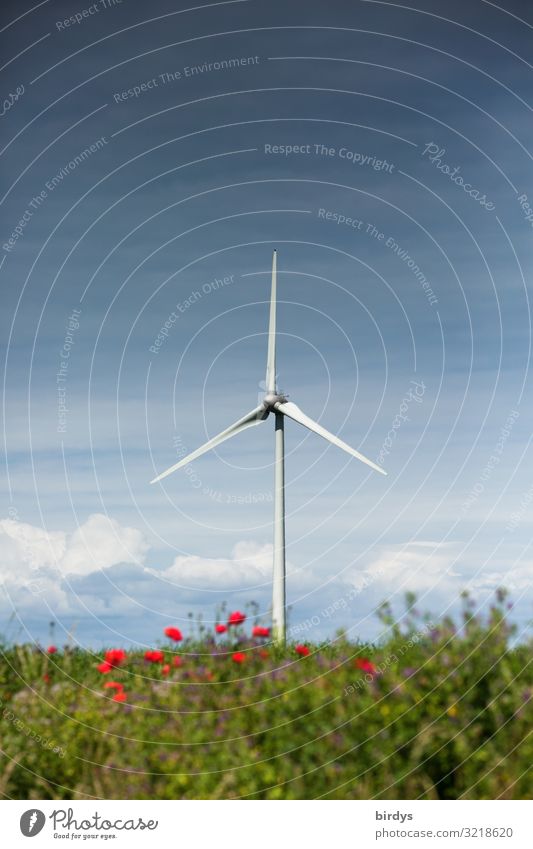 Windenergie Energiewirtschaft Erneuerbare Energie Windkraftanlage Natur Landschaft Himmel Wolken Sommer Klimawandel Blume Sträucher drehen authentisch hoch
