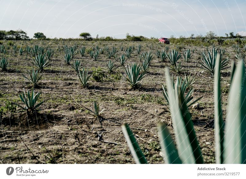 Agavenanbau auf dem Feld auf dem Bauernhof wachsen grün ländlich trocknen Tageslicht Ackerbau Ranch Boden Pflanze Natur Kaktus Schonung traditionell Industrie