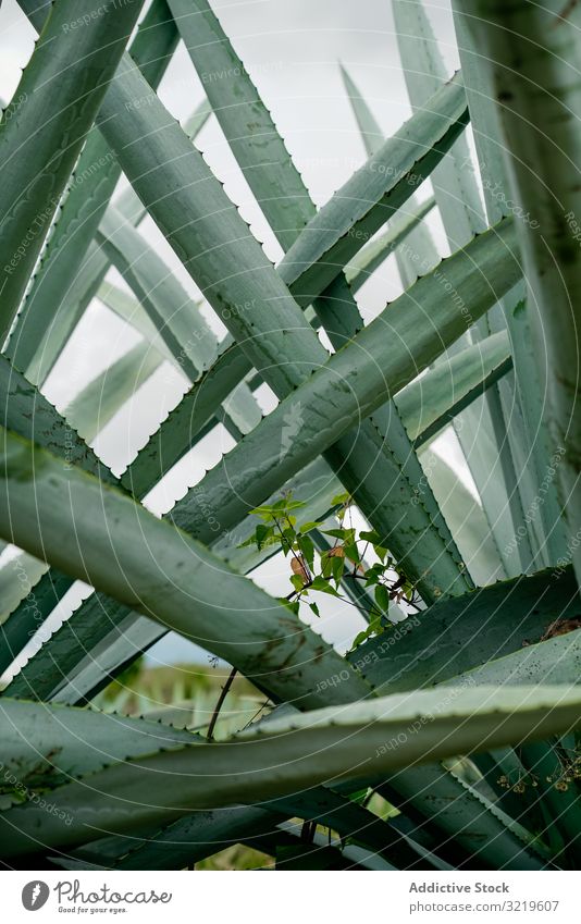 Lange sukkulente Pflanzenblätter Sukkulente Blätter lang stachelig Agave wachsend hoch grün Dornen Tageslicht Botanik Natur Sommer exotisch Kaktus natürlich
