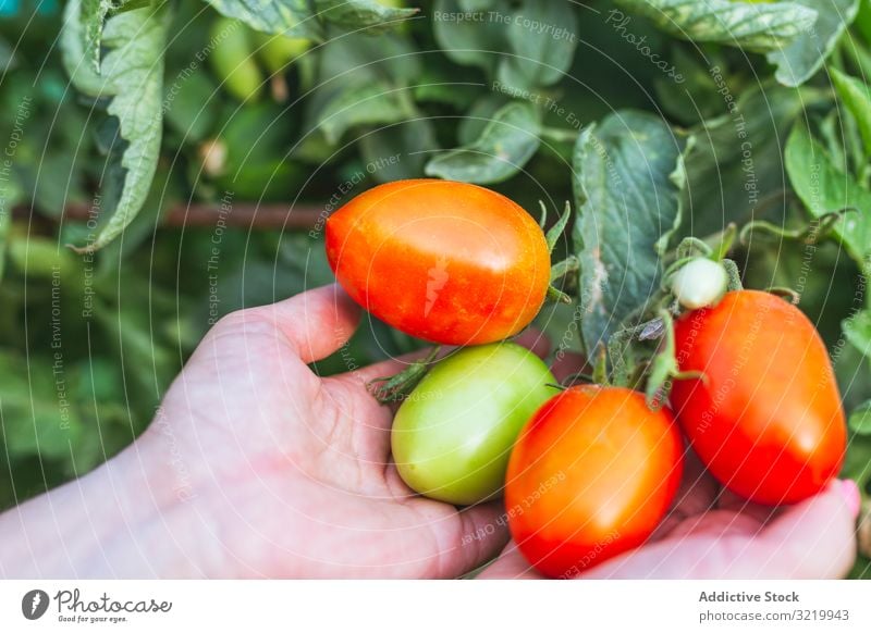 Glänzend rote Tomaten auf grünem Bund in den Händen Gärtner Gemüse frisch reif organisch Ernte Lebensmittel Ackerbau Frau Gesundheit Sommer Beteiligung Wachstum