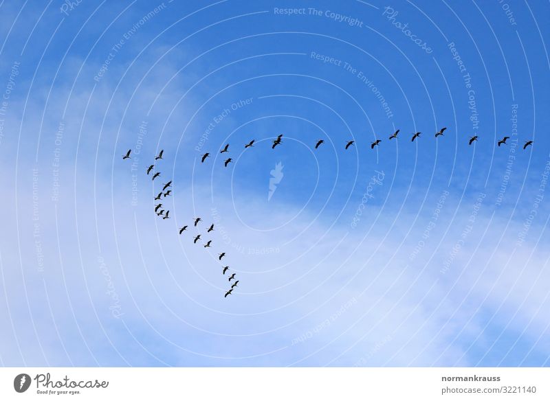 Zugvögel Tier Himmel Wolken Schönes Wetter Wildtier Vogel Schwarm fliegen blau schwarz Zugvogel Vogelschwarm Intuition Farbfoto Außenaufnahme Menschenleer