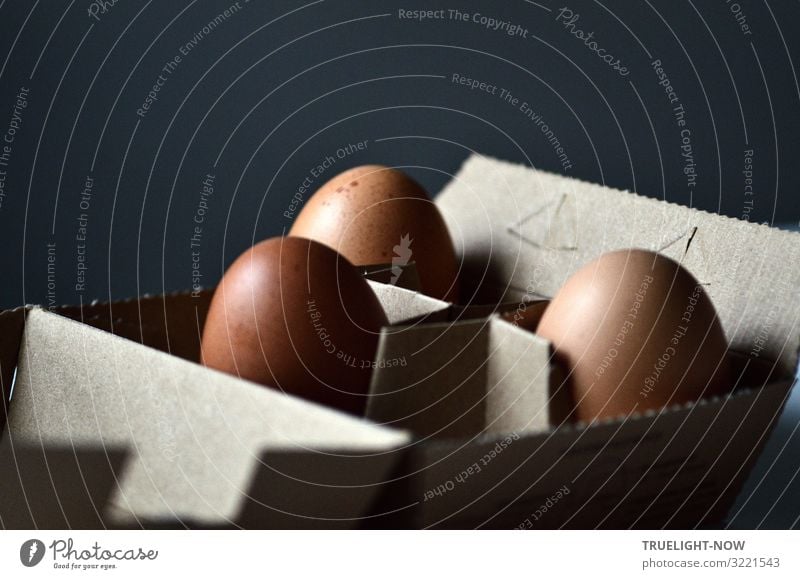 Drei braune Eier in grauem Karton vor dunklem Hintergrund Lebensmittel Eierkarton Ernährung Frühstück Bioprodukte Lifestyle Gesunde Ernährung Häusliches Leben