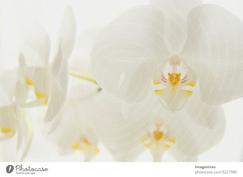 Mond Orchidee Umwelt Natur Pflanze Blume exotisch Mondorchidee ästhetisch schön Design "Zweig weiße Nahaufnahme Orchideen,hell Hintergrund