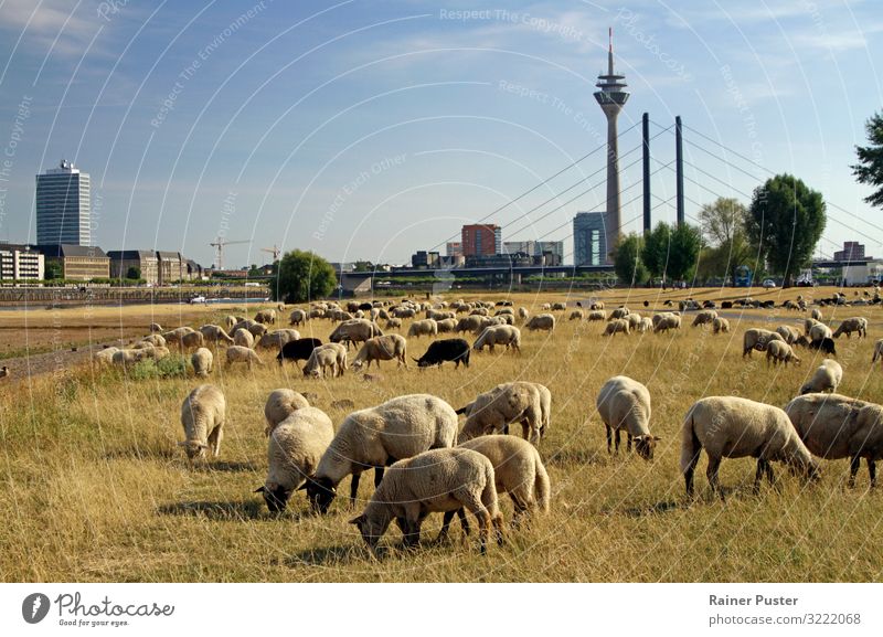 Klimawandel - Schafherde auf vertrockneter Wiese in Düsseldorf Landwirtschaft Forstwirtschaft Schönes Wetter Dürre Flussufer Deutschland Stadtzentrum