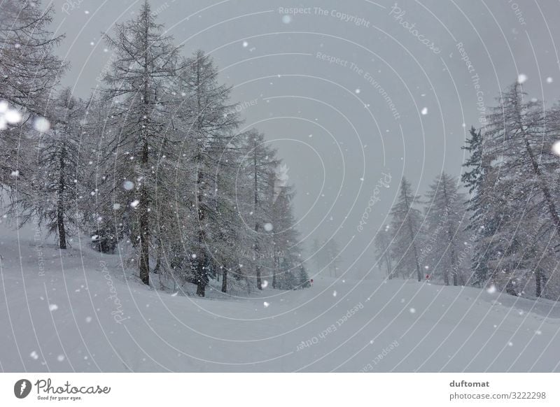 Schneetreiben Abenteuer Winter Winterurlaub Berge u. Gebirge wandern Weihnachten & Advent Skifahren Skier Skipiste Natur Landschaft schlechtes Wetter Nebel