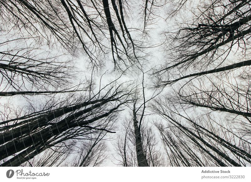 Von unten Baumkronen im Wald Holz hoch Natur erstaunlich Park schön Wachstum Ast Flora malerisch Kofferraum Landschaft Krone wild Himmel (Jenseits) im Freien