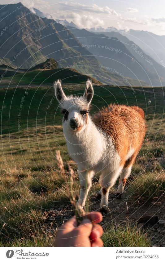 Handfütterung Weiß-braunes Lama, das auf Gras in den Bergen grast Weidenutzung Tier Berge u. Gebirge Tal Behaarung Säugetier fluffig Kopf Ackerbau wild Fell