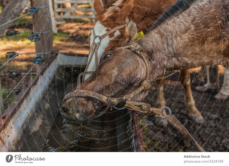 Pferde trinken Wasser in der Langtränke auf dem Bauernhof Tier Säugetier Natur Fauna heimisch ländlich natürlich mit Hufen Weide Herde Hengst Haustier Pflege
