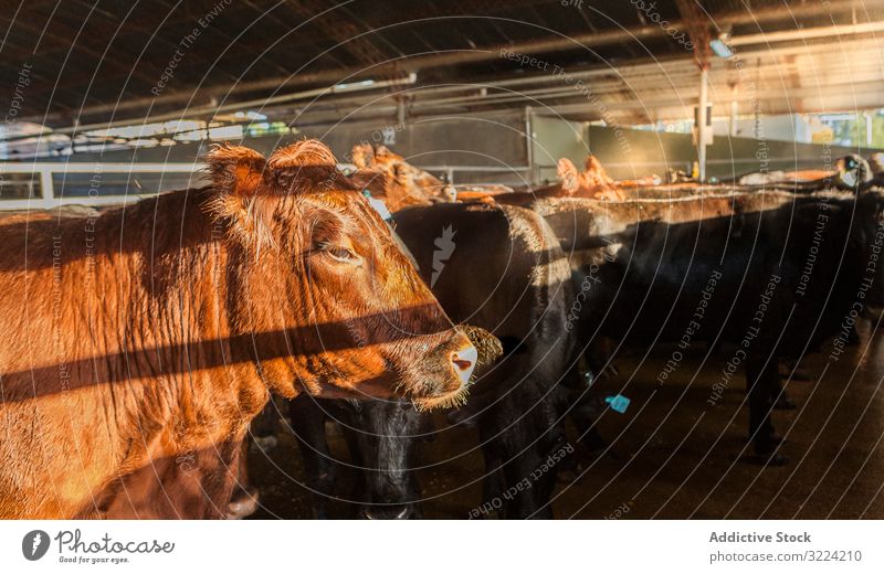 Ruhige braune Kuh im Stall bei hellem Sonnenlicht Rind Pferdestall Bauernhof Land Gesundheit traditionell natürlich Landschaft Herde Sonnenstrahlen Tier Umwelt