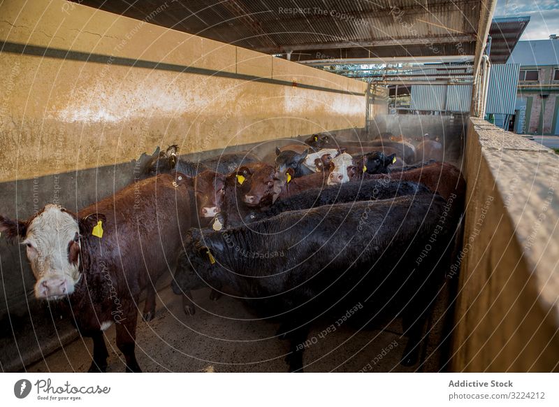 Kühe im langen Stall auf dem Bauernhof Kuh Rind Tisch Zweckbindung Land Gesundheit traditionell natürlich Landschaft Herde Tier Umwelt Ranch Ackerbau Ackerland