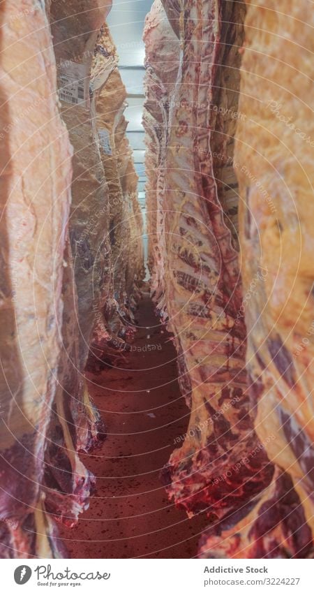 Hängende Schlachtkörper im Schlachthof Kadaver aussetzen Fleisch frisch Inszenierung Lebensmittel Metzgerei roh Industrie erhängen Schlachtung Business Beruf