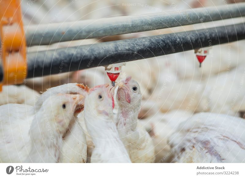 Geflügel in der Hühnerfarm Federvieh Hähnchen Bauernhof Pute füttern Spaziergang geräumig Haus beleuchtet Industrie Vogel Ackerbau Landwirtschaft Lebensmittel
