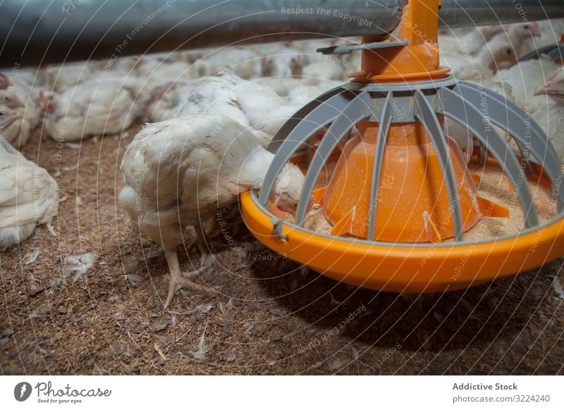 Fütterung hungriger Hühner vom Vogelfutterautomaten im Betrieb Hähnchen Futter Bauernhof essen Viehbestand Pute weiß Samen Industrie Speisekasten Federvieh