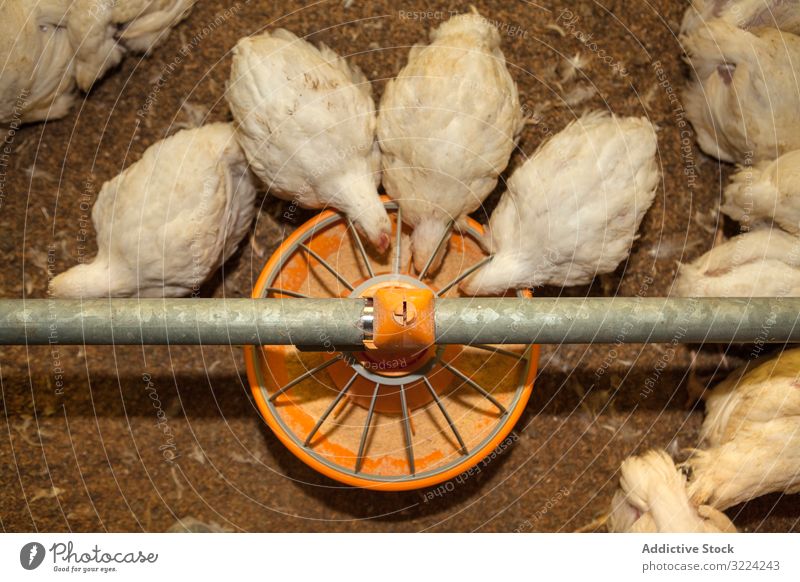 Fütterung hungriger Hühner vom Vogelfutterautomaten im Betrieb Hähnchen Futter Bauernhof essen Viehbestand Pute weiß Samen Industrie Speisekasten Federvieh