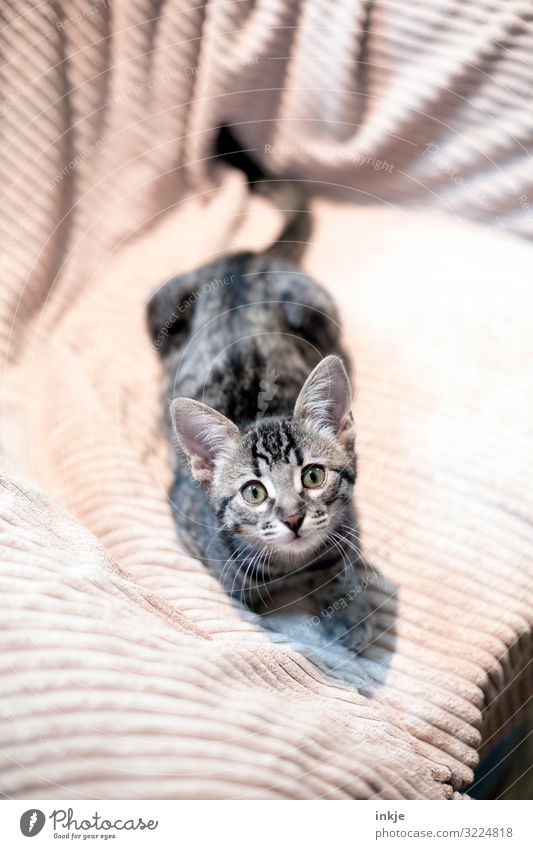 Savannah Kätzchen Haustier Tiergesicht Rassekatze 1 Tierjunges Decke Blick Neugier niedlich braun grau Farbfoto Gedeckte Farben Innenaufnahme Menschenleer