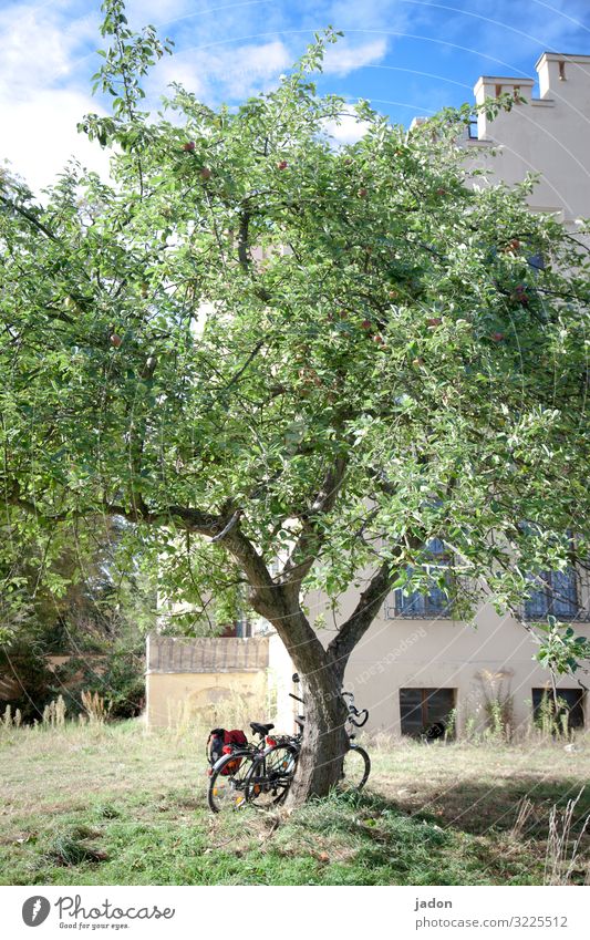 radtour, pausenszene, im schatten eines baumes, wunderbar. Baum Natur Sonne Licht grün Fahrrad Fahrradtour Haus Sommer Bätterdach Blätter laub Gebäude Ausflug