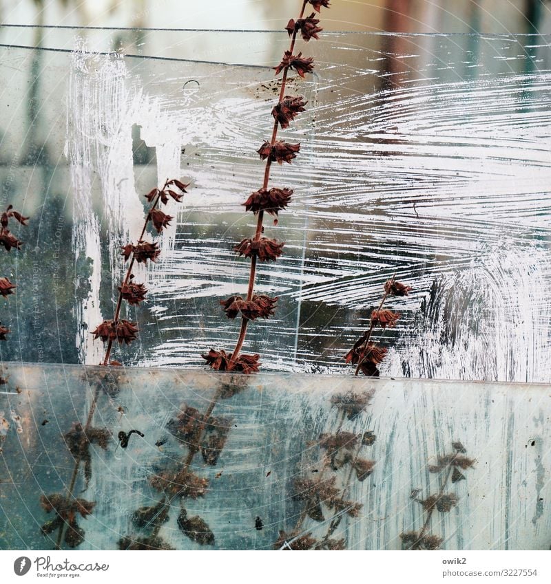 Konserviert Pflanze Sträucher Garten Gewächshaus Glasscheibe streichen zerkratzen alt trocken Halm Trockenblume abblättern Zahn der Zeit durchsichtig