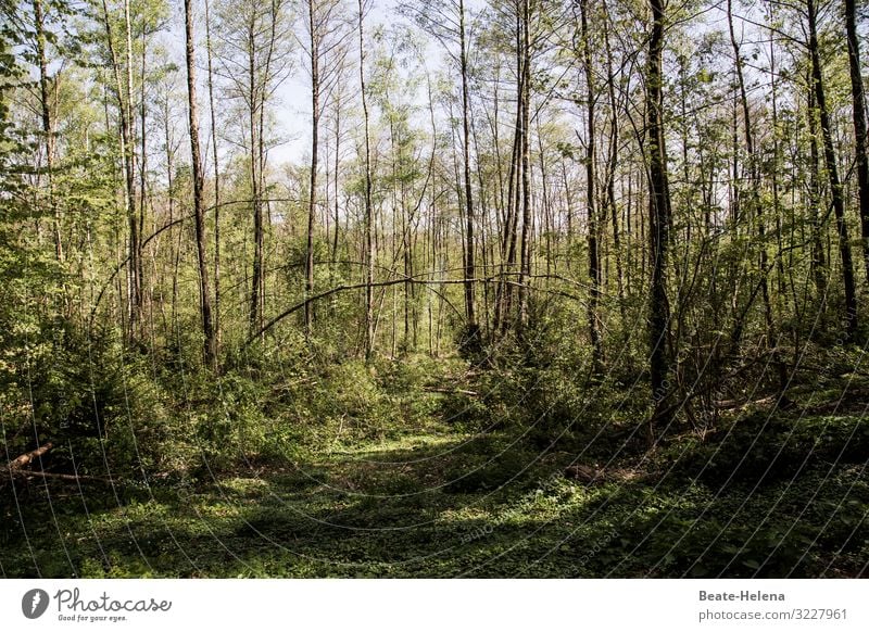 Bäume 12 Wald umgestürzt Urwald Hain Sonnenstrahlung Licht Chaos