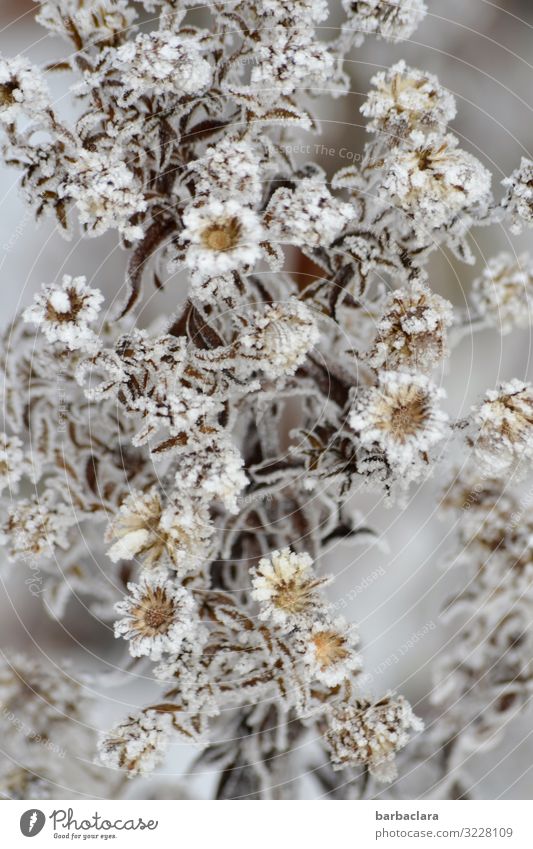 Eisprinzessin Aster Pflanze Winter Frost Schnee Blume Sträucher Blatt Blüte Garten Blühend ästhetisch kalt schön wild grau silber weiß Stimmung Romantik Klima