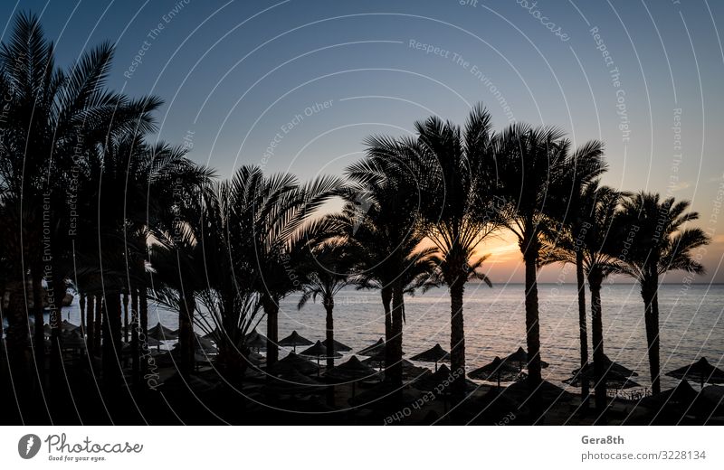 Landschaft am Abend bei Sonnenuntergang in Ägypten Erholung Ferien & Urlaub & Reisen Sommer Strand Meer Wellen Finger Natur Pflanze Wolken Klima Baum Urwald