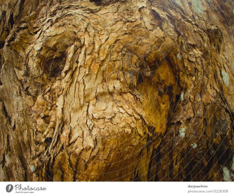 Baumgesicht. Verblüffende  Struktur in einem Baum. Freude Zufriedenheit Ausflug Sommer Natur Schönes Wetter Urwald Queensland Australien Menschenleer