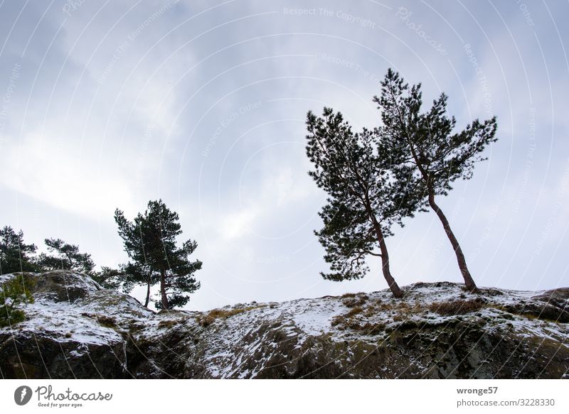 Ein wenig Schnee Winter Berge u. Gebirge Natur Landschaft Himmel Wolken Baum Felsen Teufelsmauer kalt blau braun grau grün Harz Schneefall Windflüchter Kiefer