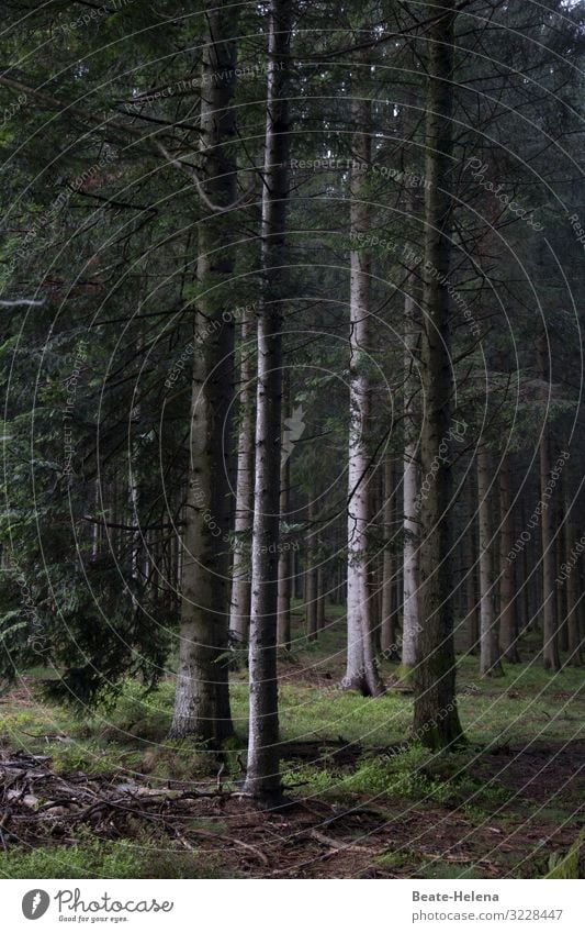 Bäume 11 Wald Tannen Tannenwald Schwarzwald dunkel Gras Licht Lichteinfall von rechts Landschaft Außenaufnahme