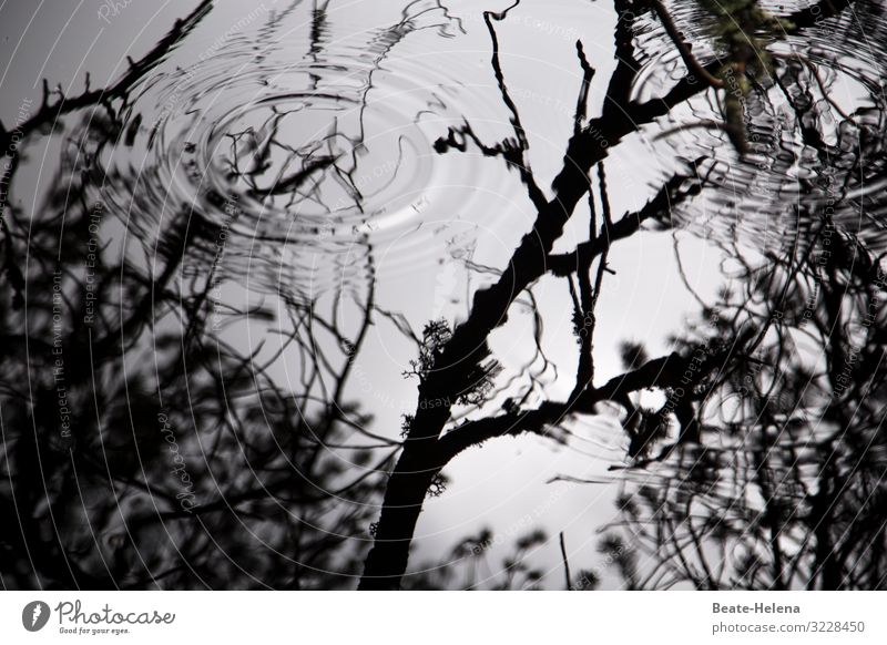 Licht und Schatten: Wasserkreise im Schatten von Bäumen schwarz-weiß Spiegelung Äste Außenaufnahme Reflexion & Spiegelung Umwelt Menschenleer Landschaft ruhig