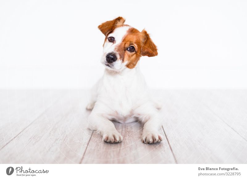 Ein kleiner Hund im Schnee. - ein lizenzfreies Stock Foto von Photocase