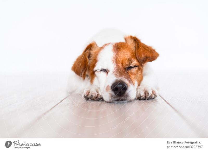 süßer Jack-Russell-Hund, der zu Hause auf dem Boden schläft niedlich Jack-Russell-Terrier Haustier heimwärts Porträt Blick intelligent gehorsam lügen sitzen