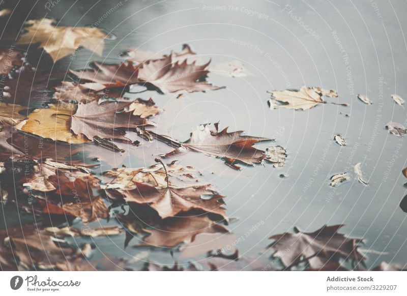 Gefallene Blätter schwimmen auf dem Wasser Blatt Herbst Teich Schwimmer Oberfläche Windstille Park Saison Ahorn orange See Natur Laubwerk ruhig Gelassenheit
