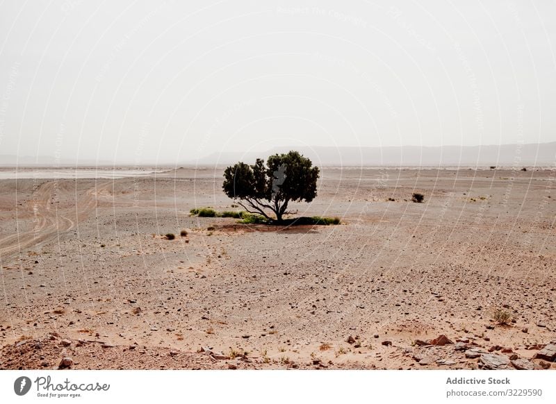 Einsamer Baum in trockener Wüste wüst Sand Wachstum Himmel grau Marokko Afrika Natur niemand Landschaft trocknen malerisch heiß Flora Pflanze Vegetation einsam