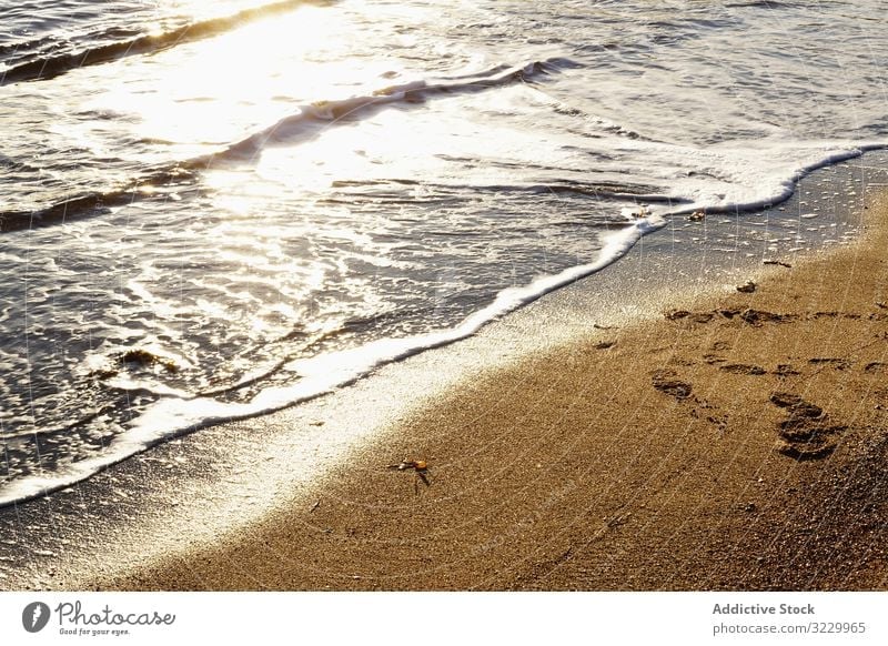 feuchter Sandstrand an einem sonnigen Tag am Strand Ufer nass tagsüber Natur Algen natürlich Boden Küste Oberfläche Uferlinie Saison niemand Pflanze aquatisch