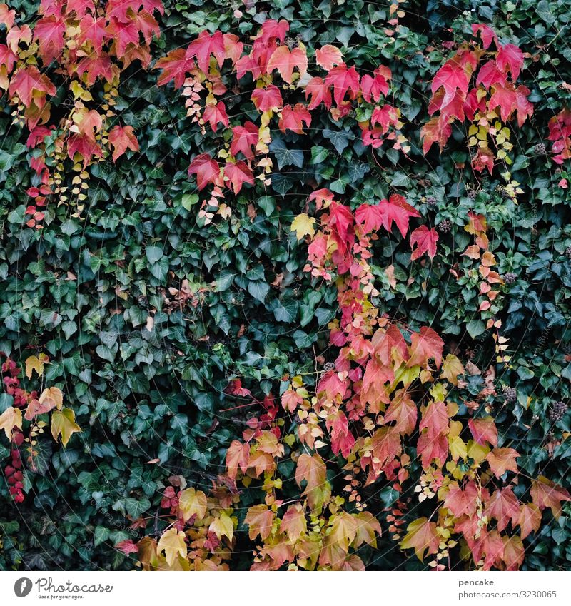 gegensätze | rot - grün Hauswand Efeu Kletterpflanzen bewachsen Herbst Blätter Herbstfarben Ranke Wachstum Fassade Wand Sträucher Weinlaub