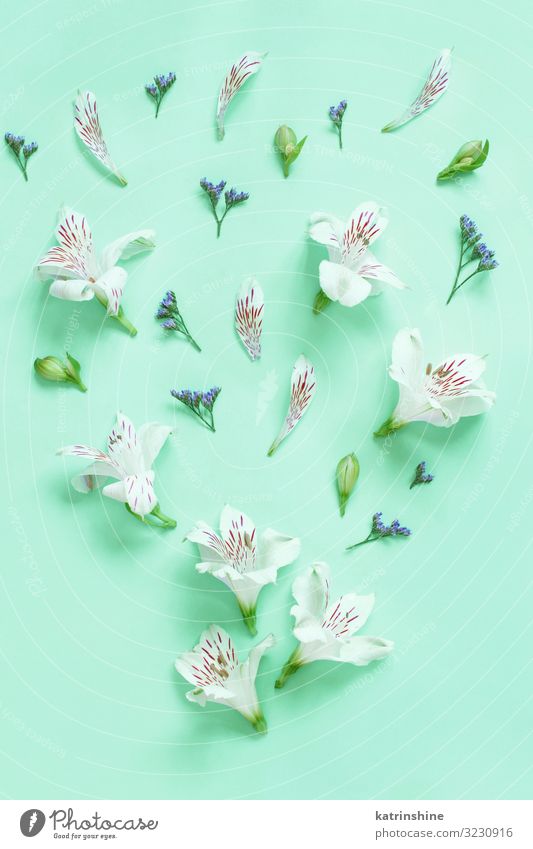 Blumen auf hellgrünem Hintergrund Design Dekoration & Verzierung Hochzeit Frau Erwachsene Mutter oben weiß Kreativität romantisch zartes Grün Minze