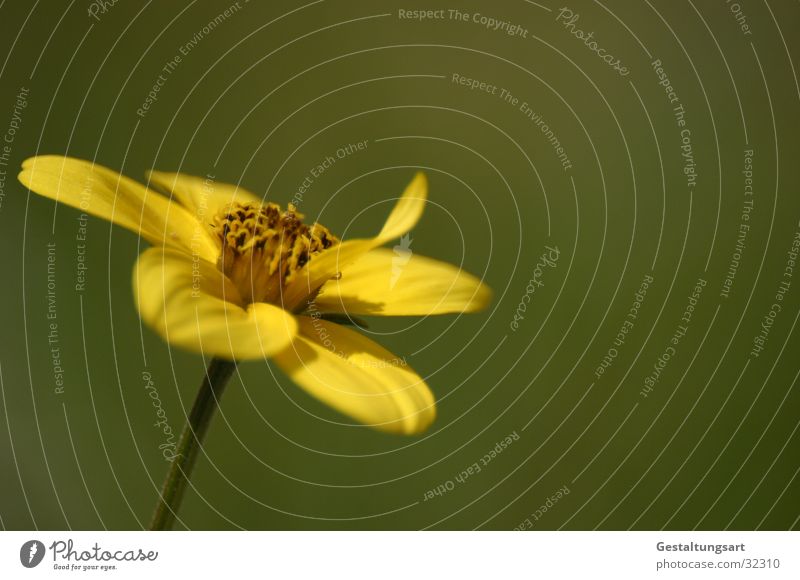 Goldkosmos (Bidens Ferulifolia) - ein lizenzfreies Stock ...