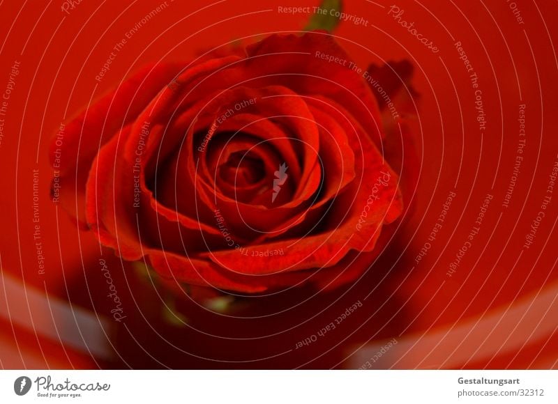 Rote Rose Teller rot Blume Blüte schön Pflanze nah Blatt Schmuck Makroaufnahme edel Valentinstag