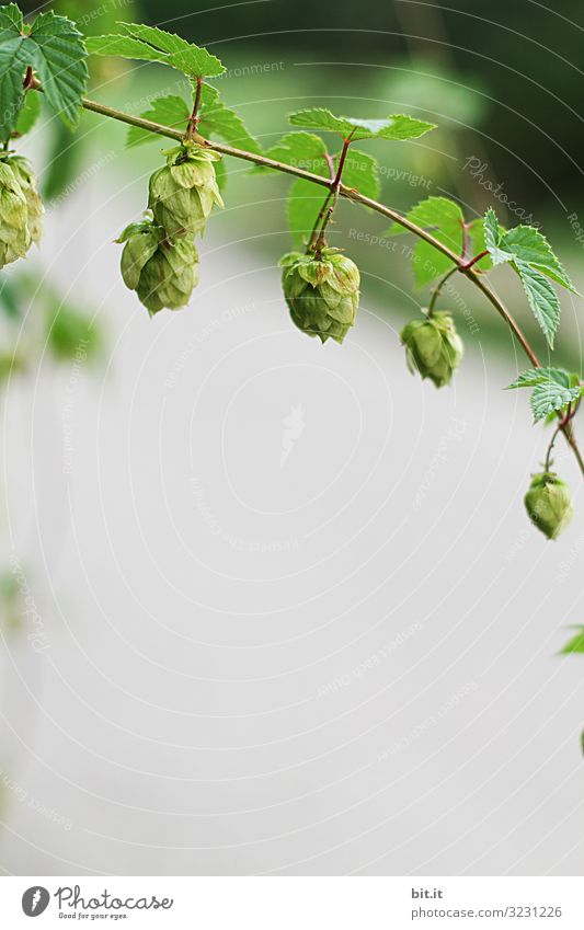 Bier oder Tee? Lebensmittel Bioprodukte Alkohol Arbeit & Erwerbstätigkeit Beruf Landwirtschaft Forstwirtschaft Umwelt Natur Pflanze Nutzpflanze hängen Hopfen