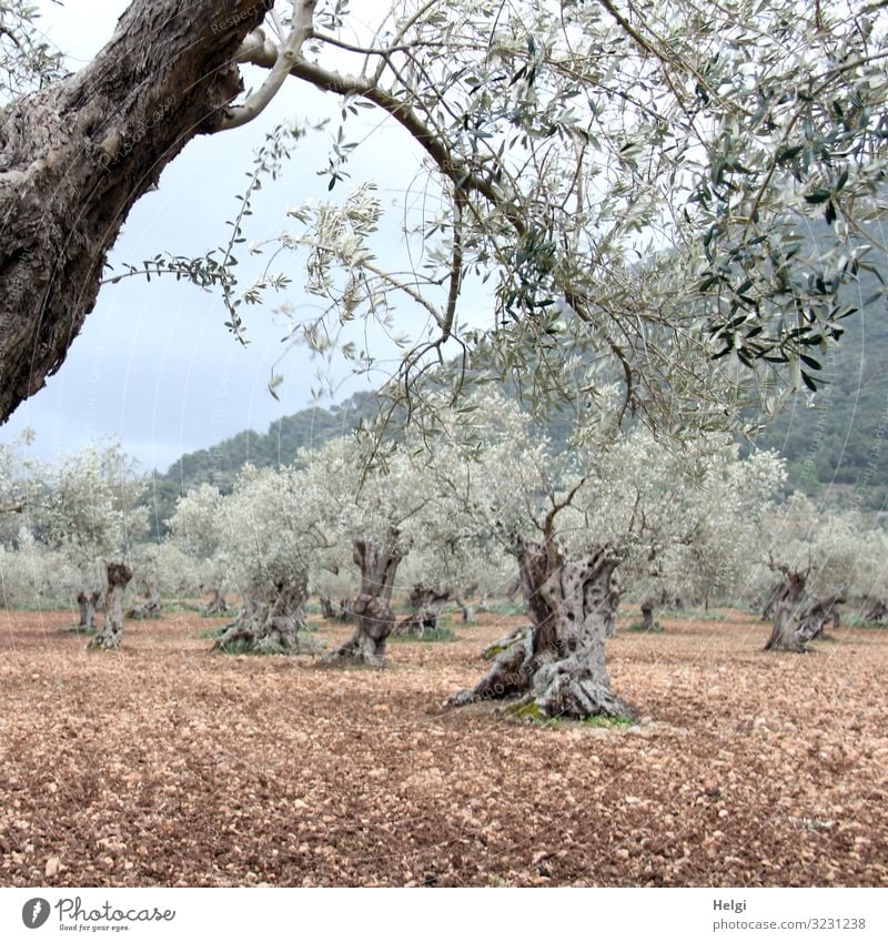 Olivenhain mit uralten knorrigen Olivenbäumen auf Mallorca Umwelt Natur Landschaft Pflanze Erde Frühling Baum Nutzpflanze Olivenbaum Berge u. Gebirge Insel