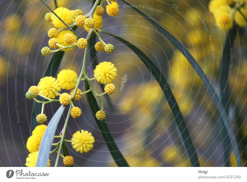 Nahaufnahme eines Zweiges mit gelben Blüten und Knospen der Mimose Ferien & Urlaub & Reisen Umwelt Natur Pflanze Frühling Schönes Wetter Blatt Mimosenzweig