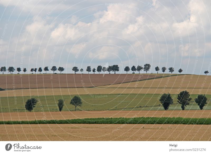 Landschaftsaufnahme von Feldern und Baumreihen mit bewölktem Himmel Umwelt Natur Pflanze Erde Wolken Sommer Gras Nutzpflanze stehen Wachstum ästhetisch