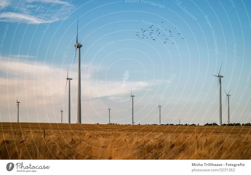 Windräder und Kornfeld Landwirtschaft Forstwirtschaft Energiewirtschaft Technik & Technologie Fortschritt Zukunft Erneuerbare Energie Windkraftanlage Natur