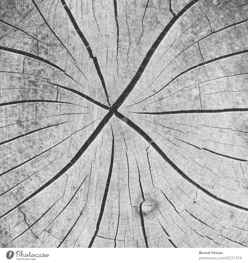 Risse Baum Senior Tod Bruch Jahresringe Holz radial Mitte Perspektive Zerreißen brechen trocken trocknen Alterserscheinung grau Baumscheibe hirnholz